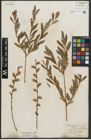 Foto von Salix purpurea L. x Salix repens L.